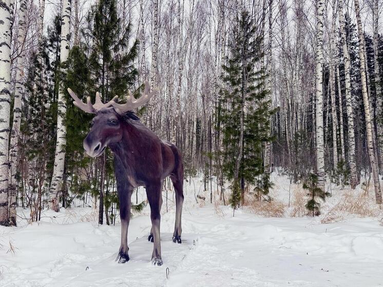 В Нижневартовске на «Тропах благодарности» поселились лесные обитатели