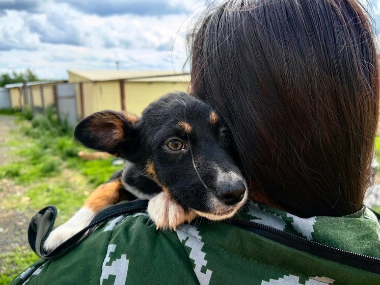 Аксарковский приют приглашает ямальцев стать опекунами для собак