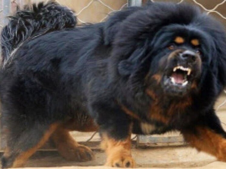 В Нижнетавдинском районе ребёнок получит компенсацию после нападения бродячей собаки