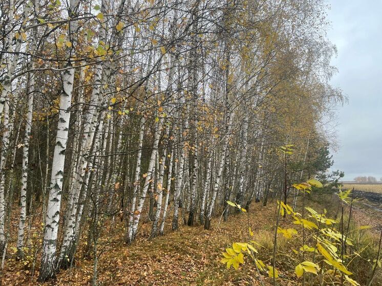 Заброшенные гектары в Тамбовской области обошлись фермеру в 50 000 рублей