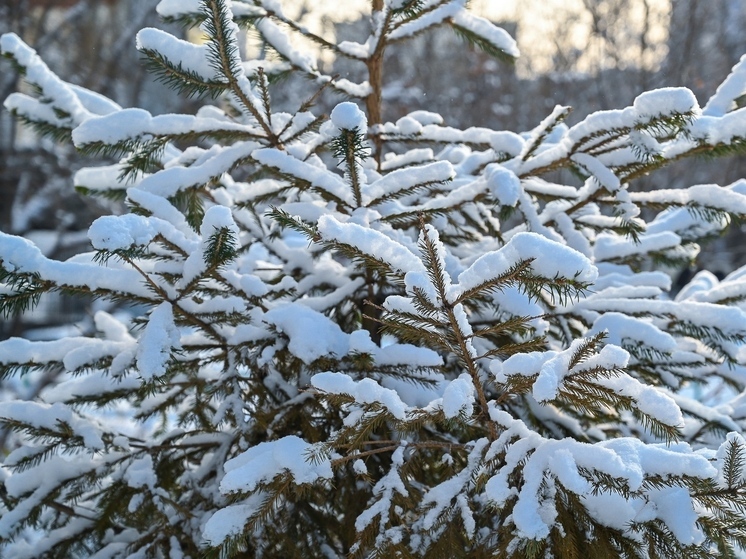 В Челябинскую область привезут елки из соседних регионов