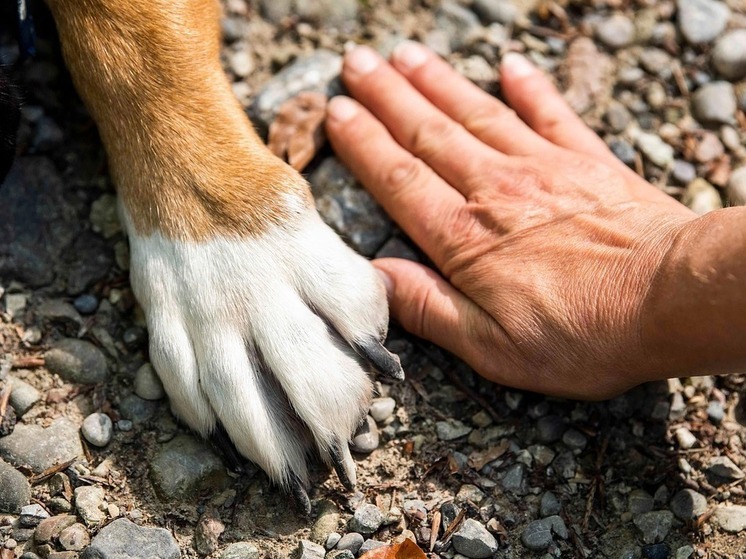 В Уфе за время акции «Ищу человека» семьи обрели 244 собаки и три котенка