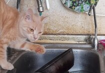 Интернет кишит забавными роликами с малышами, животными. Люди умиляются детям и любят смотреть видео с детенышами зверей. Можно ли таким образом ежедневно «помогать» психике восстанавливаться от стресса и положительно ли это влияет на психику? На эти вопросы ответил в интервью «МК в Великом Новгороде» психолог Родион Чепанов. 