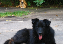 Новые случаи покушений на собак выявлены в микрорайоне Росхмель подмосковного посёлка Софрино (Пушкинский городской округ)