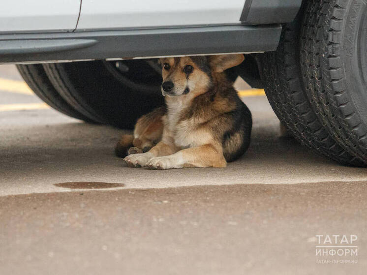 Нападение стаи собак на ребенка в Васильево вызвало широкий общественный отклик