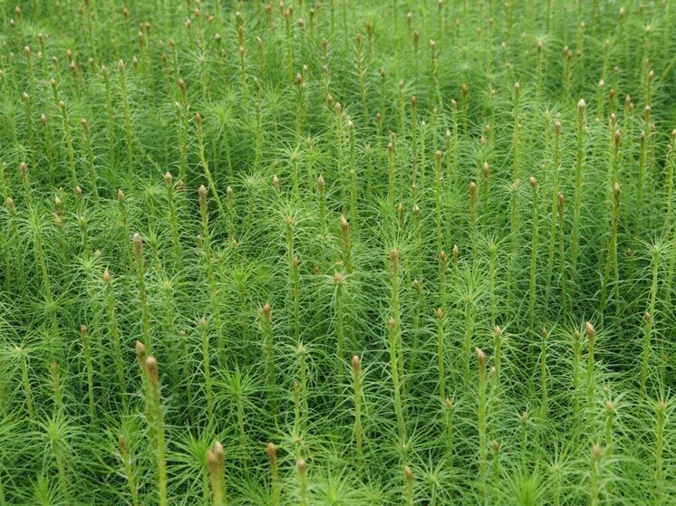 Иркутская область превысила план по лесовосстановлению в рамках нацпроекта