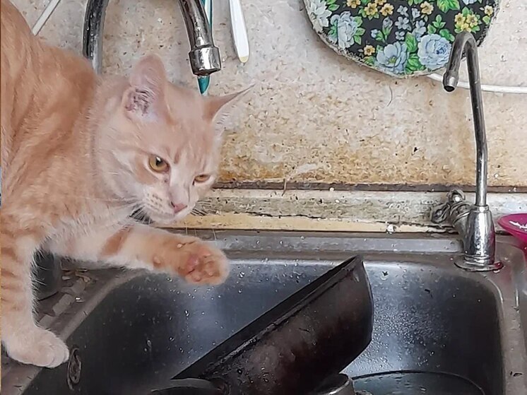 Интернет кишит забавными роликами с малышами, животными. Люди умиляются детям и любят смотреть видео с детенышами зверей. Можно ли таким образом ежедневно «помогать» психике восстанавливаться от стресса и положительно ли это влияет на психику? На эти вопросы ответил в интервью «МК в Великом Новгороде» психолог Родион Чепанов. 