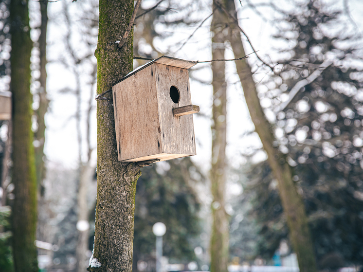 В Счастливцево школьники развесили 20 скворечников для птиц