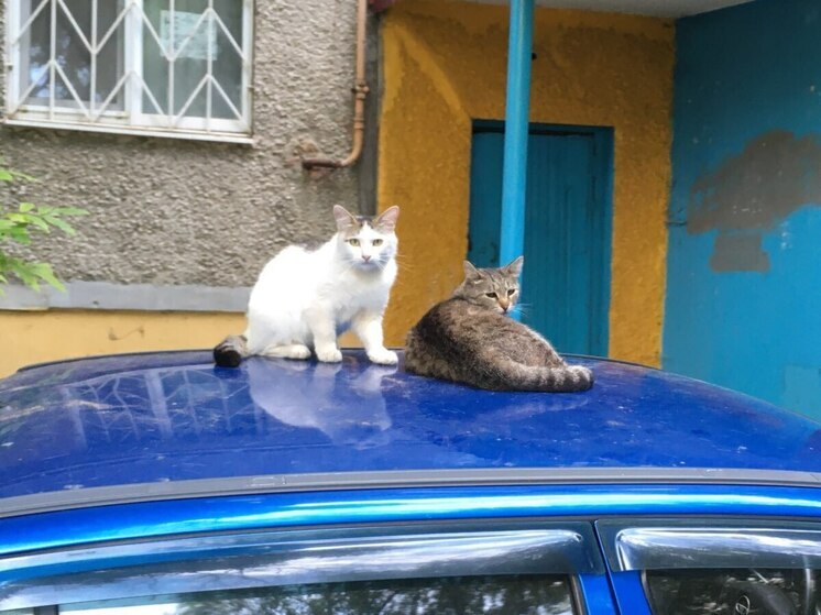 ГАИ по Саратовской области трогательно рассказала о "котиках"