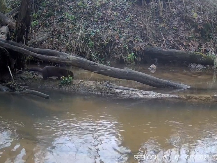Норка на границе Тульской области попала на видео во время «банных процедур»