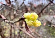 Природную аномалию зафиксировали ботаники в Москве