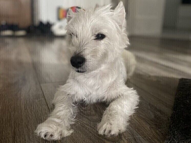 Белгородцы с 1 группой инвалидности по зрению могут получить собаку-проводника