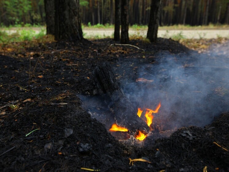 В Челябинской области завершают год без крупных лесных пожаров