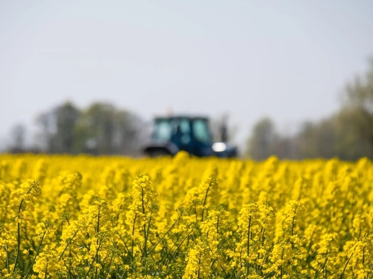 В Орловской области собрали 1 миллион тонн масличных культур