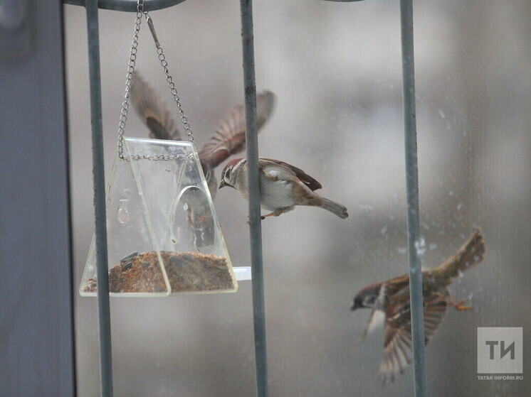 Первая зимняя орнитологическая экскурсия состоится в воскресенье в Казани