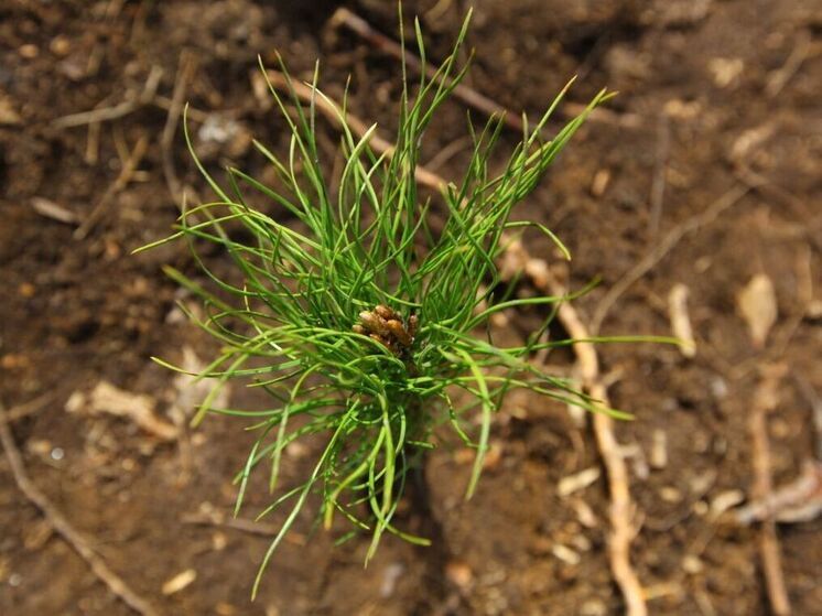 На Южном Урале перевыполнили планы по восстановлению лесов