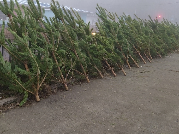 Новогодние ели из Новосибирской области будут доставлены в ЛНР и зону СВО