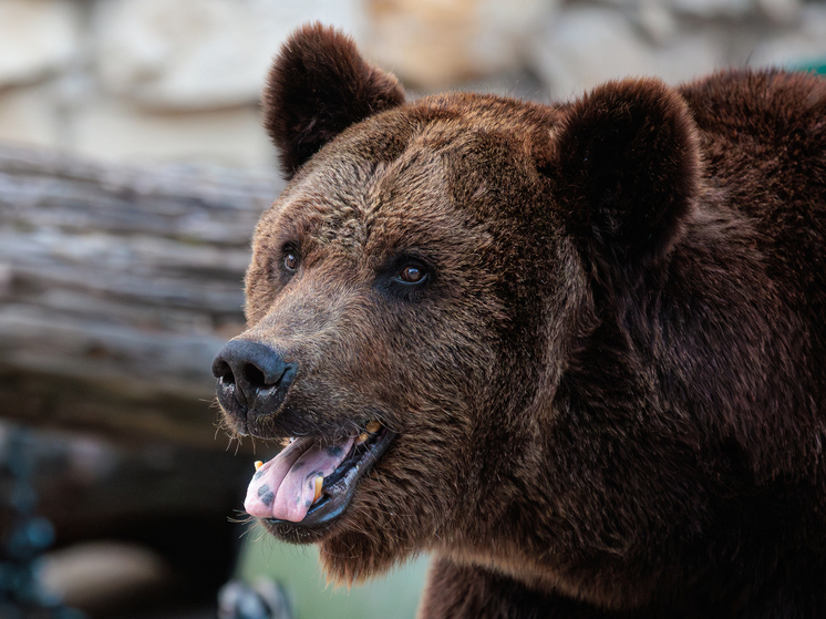 В США под домом мужчины поселился 200-килограммовый медведь