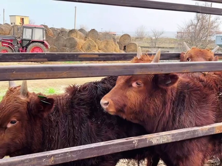 В Калмыкии анализы сдали быки-производители