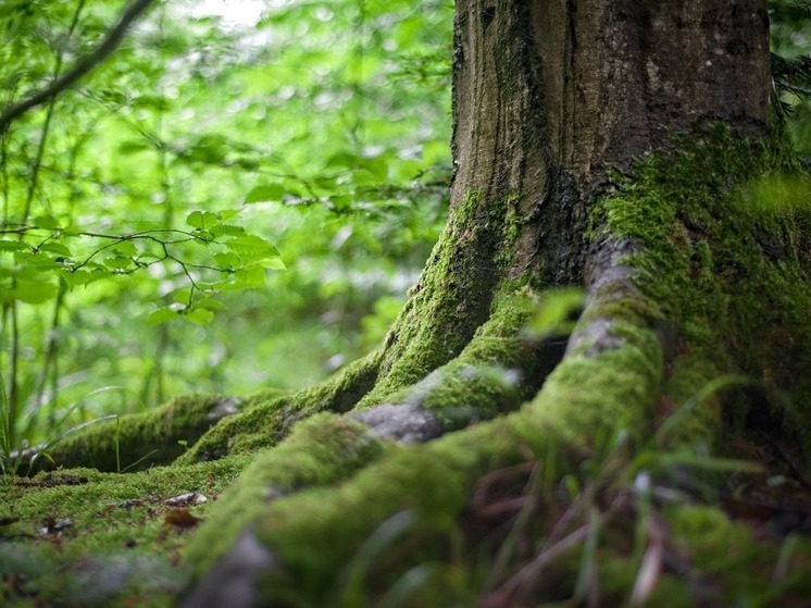 Суд в Дагестане изъял 1500 кв. метров Самурского леса из частного владения