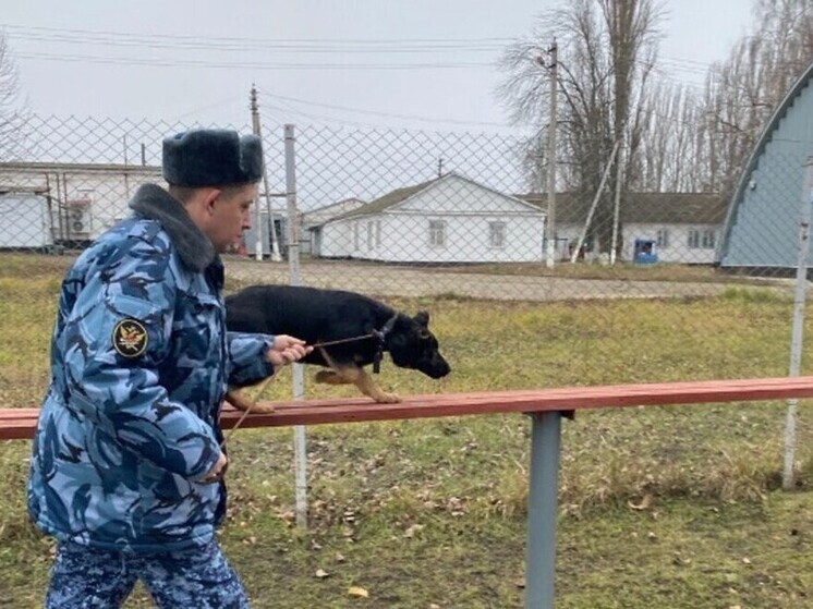 Воронежские щенки отправились на службу в ДНР