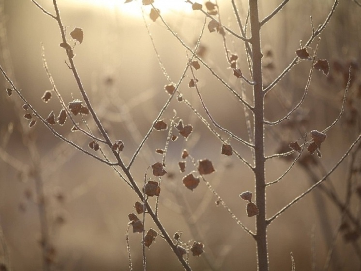 Заморозки до -1 градуса ожидаются в Астраханской области 5 декабря