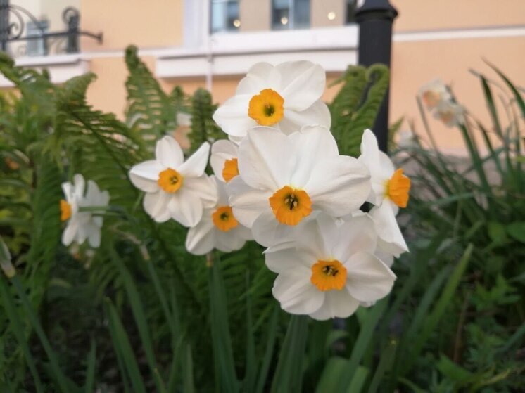 В Калининград не пустили зараженные нарциссы