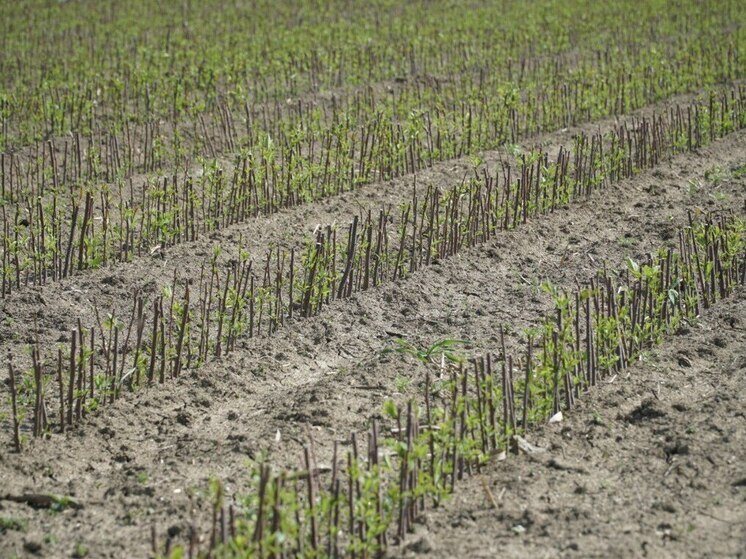 Дагестан начал экспорт черешни в Узбекистан