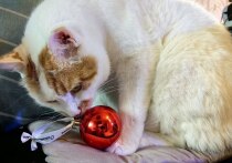 Спасаем новогоднюю елку от котика
Любители кошек знают, как их мурлыканье и ласки наполняют дом уютом