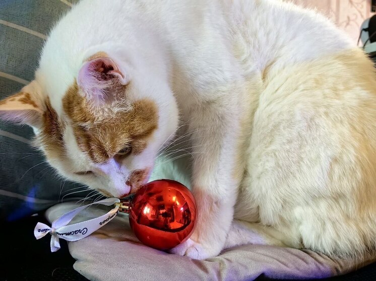 Спасаем новогоднюю елку от котика
Любители кошек знают, как их мурлыканье и ласки наполняют дом уютом