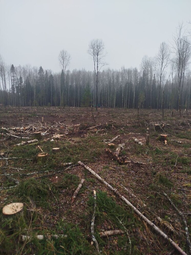 В Ярославской области оштрафовано предприятие, превратившее лес в лысое место.