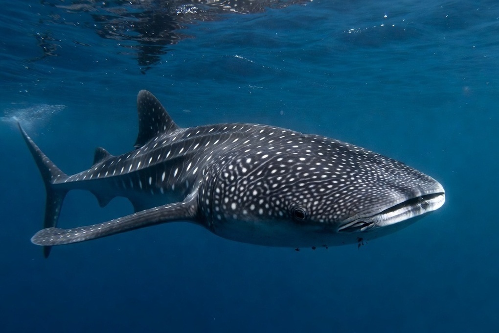 Стало известно о поимке гигантской акулы у побережья Индии