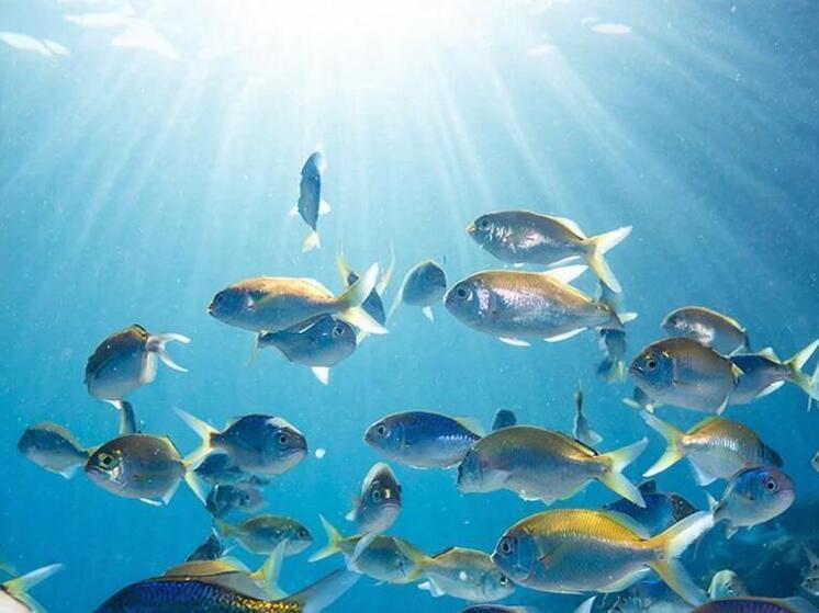 На Сахалине в море выпустили свыше 200 тысяч мальков дальневосточного трепанга