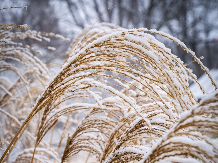 Снег в Москве ожидается 10-12 декабря