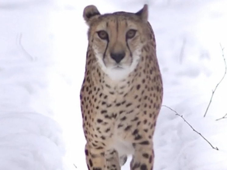 В новосибирском зоопарке отметили Международный день гепарда