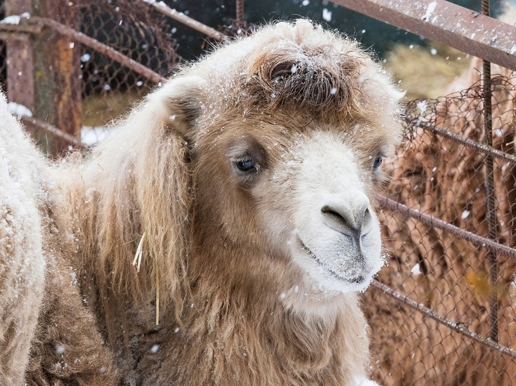 В красноярский зоопарк "Роев ручей" привезли верблюдицу