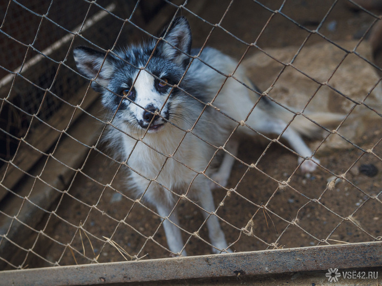 Двое жителей Кузбасса обратились за медицинской помощью после того, как контактировали с лисой, зараженной бешенством