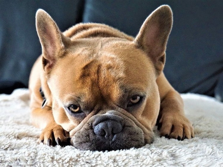 Собачий кашель и кошачья одышка – первые звоночки: полный список тревожных сигналов болезни сердца у животных, которые должен знать каждый владелец