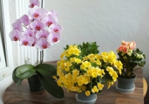 Комнатные растения — это не только элемент декора, но и источник кислорода, уютной атмосферы и даже хобби