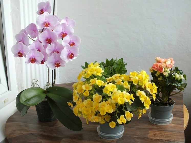 Комнатные растения для начинающих: какие выбрать и как ухаживать