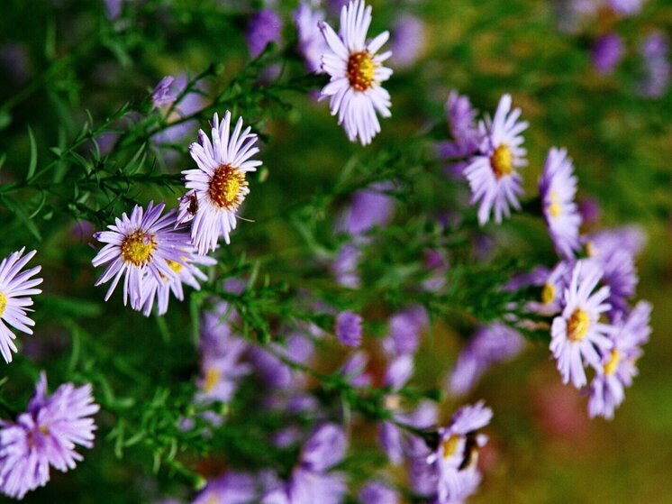  В Приморье цветы пробиваются сквозь снежные сугробы