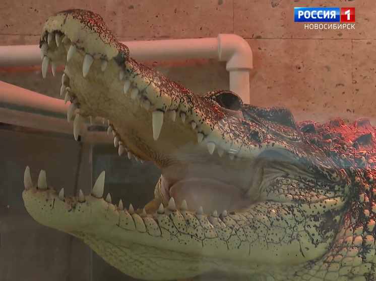 Новосибирскому крокодилу-талисману ищут новый дом из-за нового закона