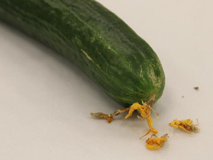 Алтайские специалисты выявили 17 тонн огурцов с карантинным вредителем