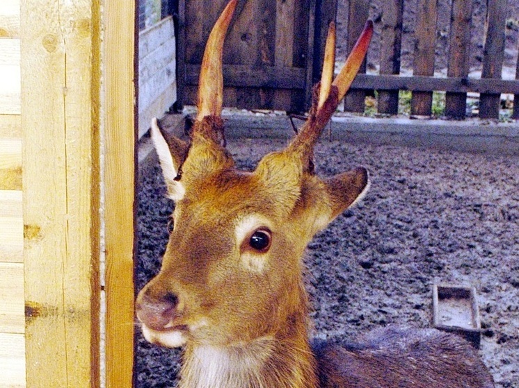 Новосибирцы устроили погоню за косулями на автомобиле, вызвав волну возмущения