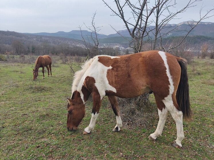 Несколько лет назад Александр Зурбаганский и его очаровательная супруга Селена становились героями наших публикаций