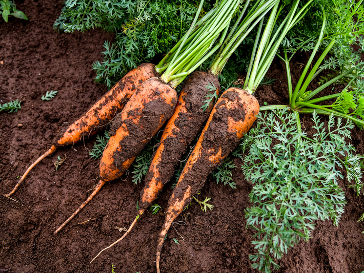 В Волгоградской области проверили 380 тонн овощей для экспорта в Казахстан