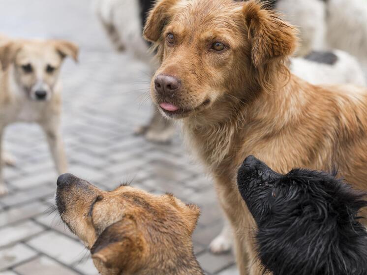 При пожаре в частной ветеринарной клинике в Берёзовке погибли восемь собак