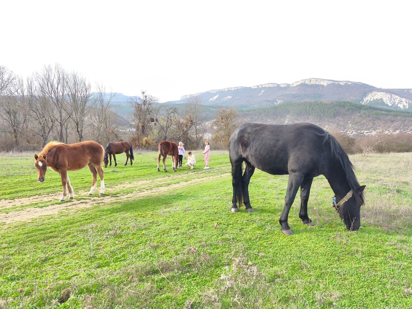 Зурбаганский коник: в Крыму возрождают уникальную породу горных лошадей