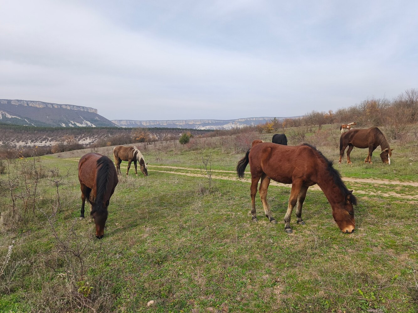 Зурбаганский коник: в Крыму возрождают уникальную породу горных лошадей