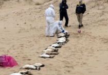 Согласно новому исследованию, более 60 000 пингвинов в колониях у берегов Южной Африки умерли от голода в результате исчезновения сардин